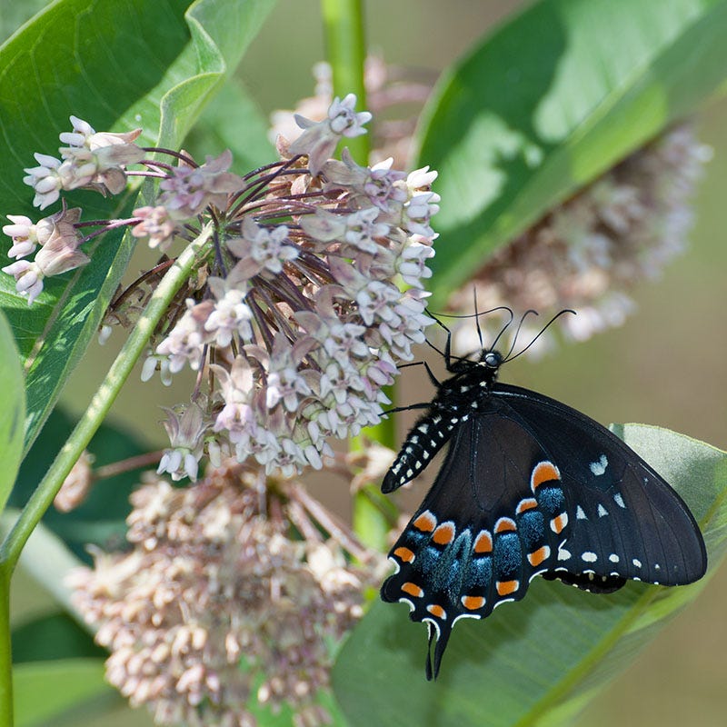 Common Milkweed - Image 4