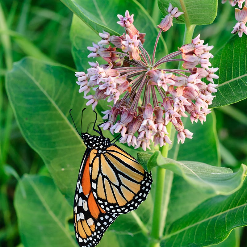 Milkweed Collection - Image 3