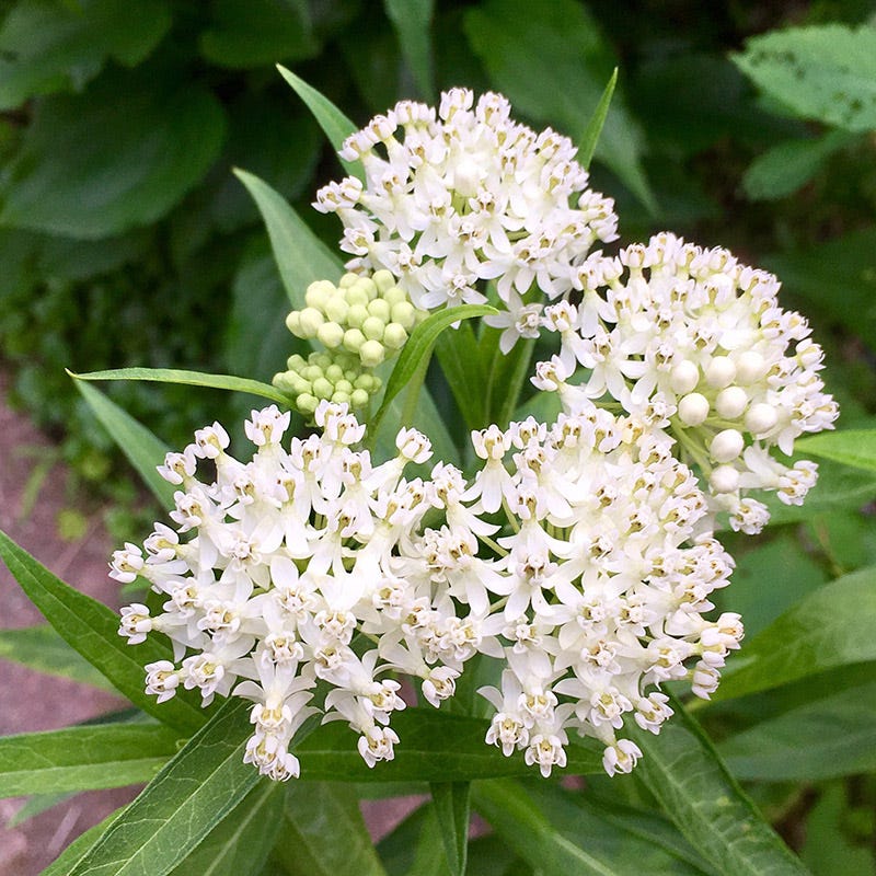 Ice Ballet Swamp Milkweed - Image 2