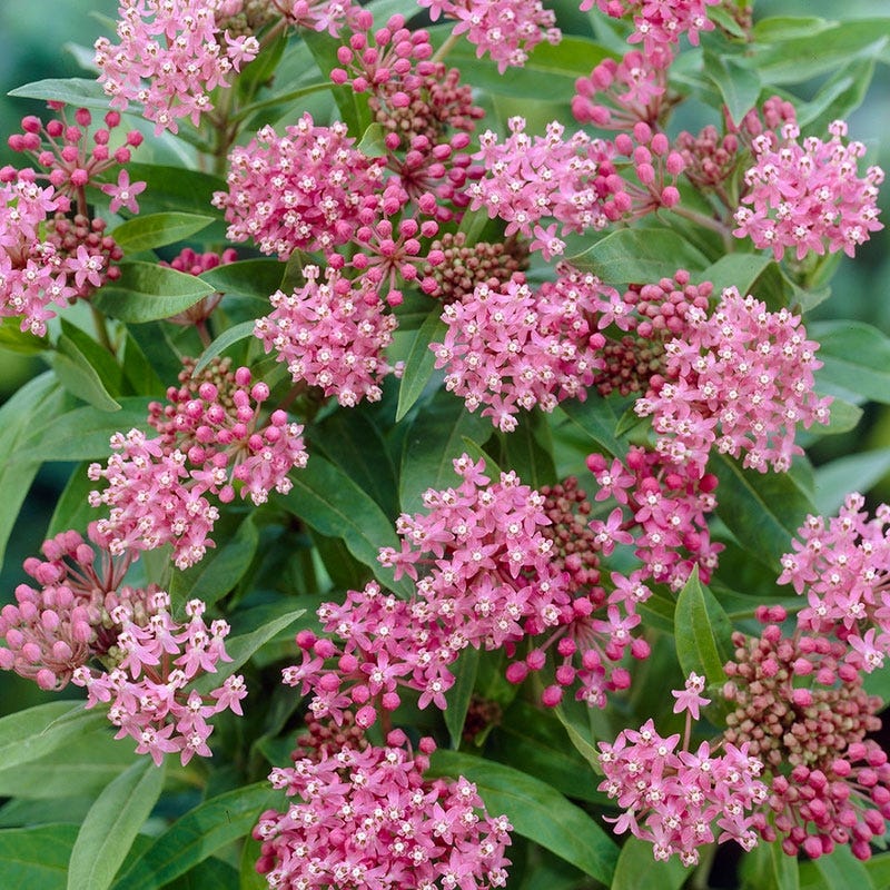 Soulmate Swamp Milkweed - Image 3