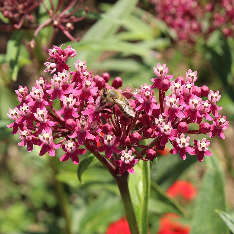 Soulmate Swamp Milkweed - Image 5
