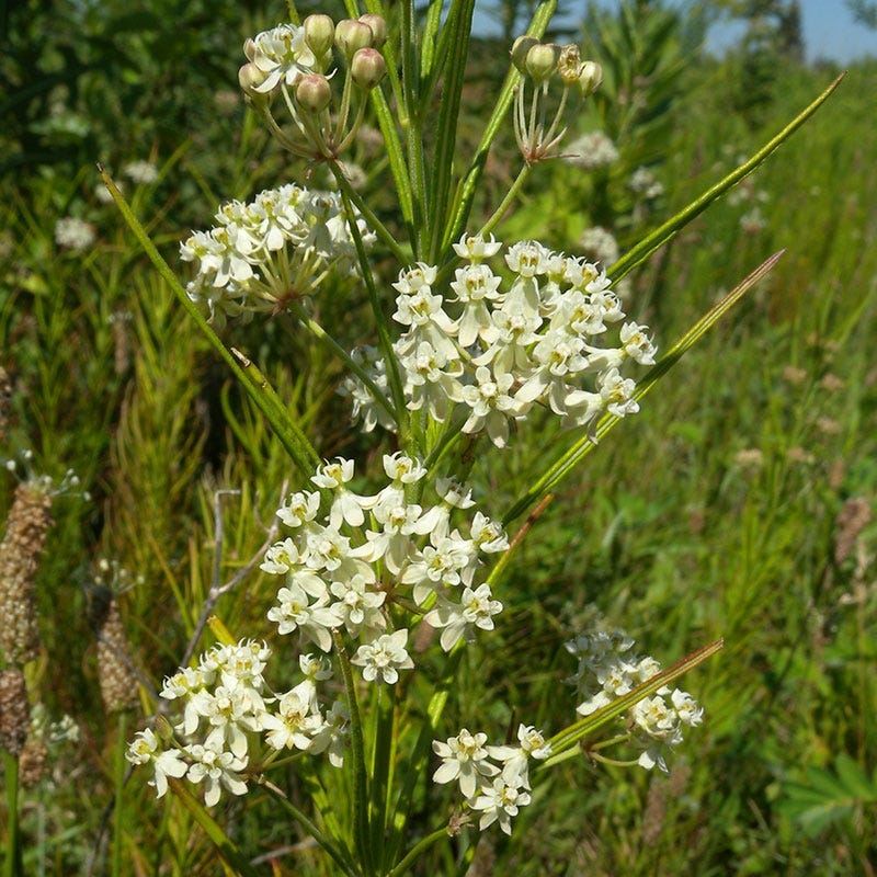 Whorled Milkweed - Image 4