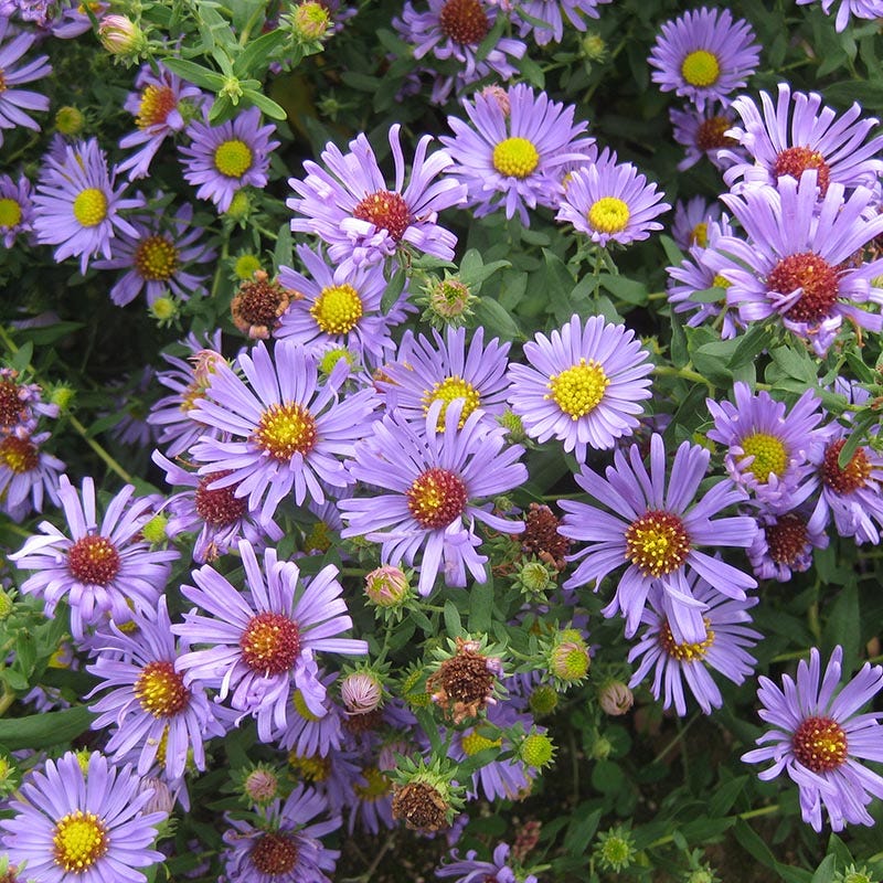 Aromatic Aster - Image 3
