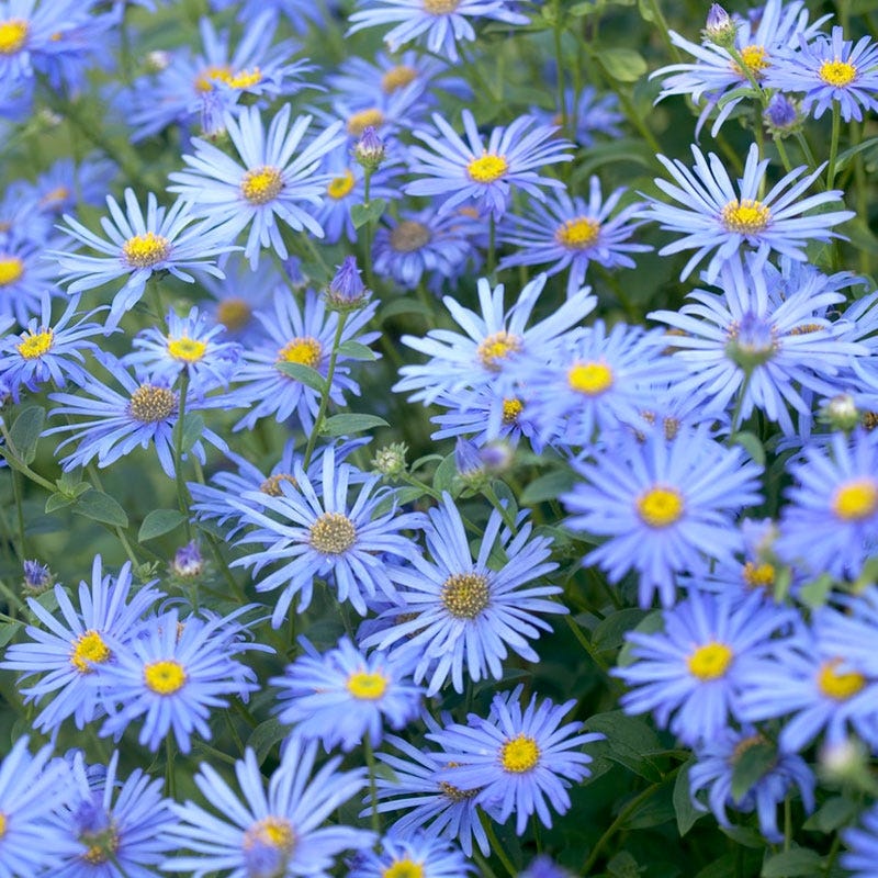 Monch Frikart's Aster - Image 4