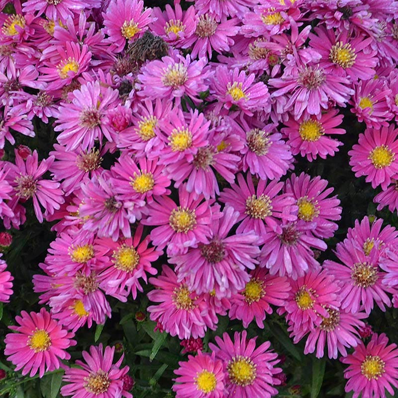 KICKIN® Carmine Red Aster - Image 3