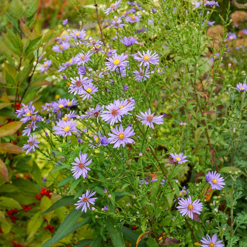 Bluebird Aster - Image 3