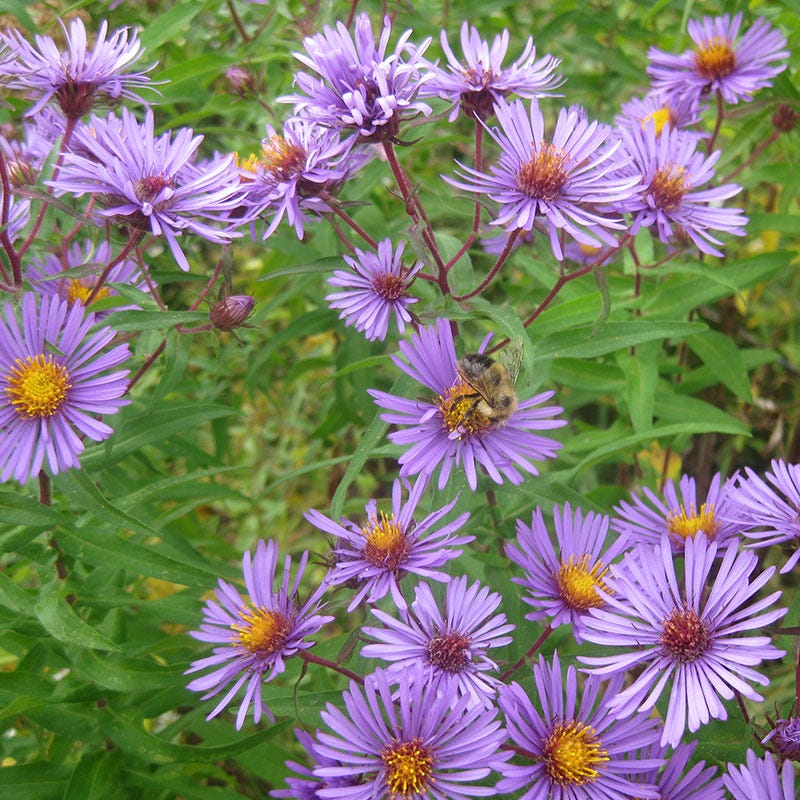 Purple Aster - Image 4