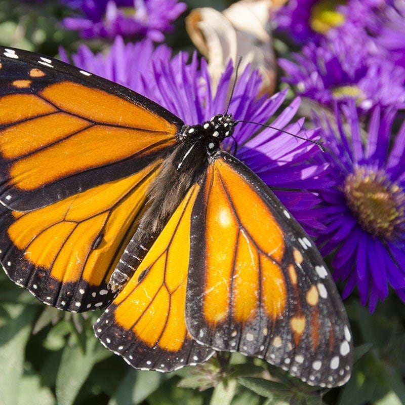 Purple Dome New England Aster - Image 3