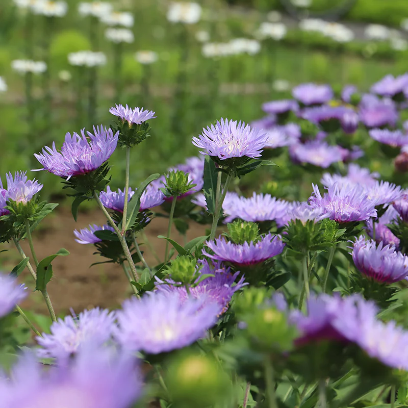 Stoke's Aster - Image 3