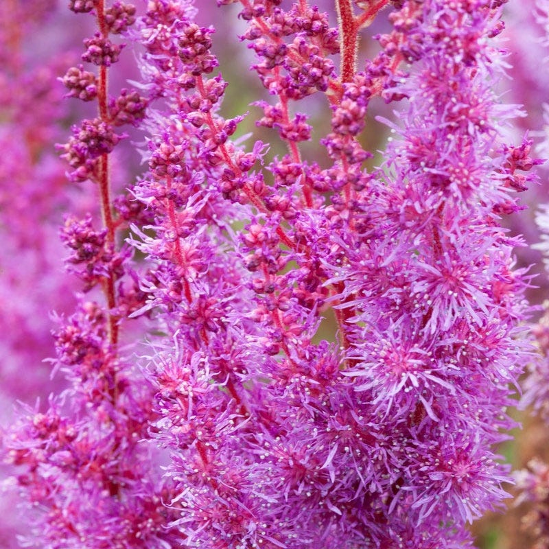 Purpurkerze Astilbe - Image 3