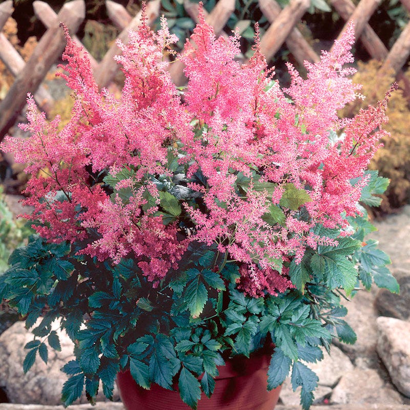 Rheinland Astilbe - Image 4