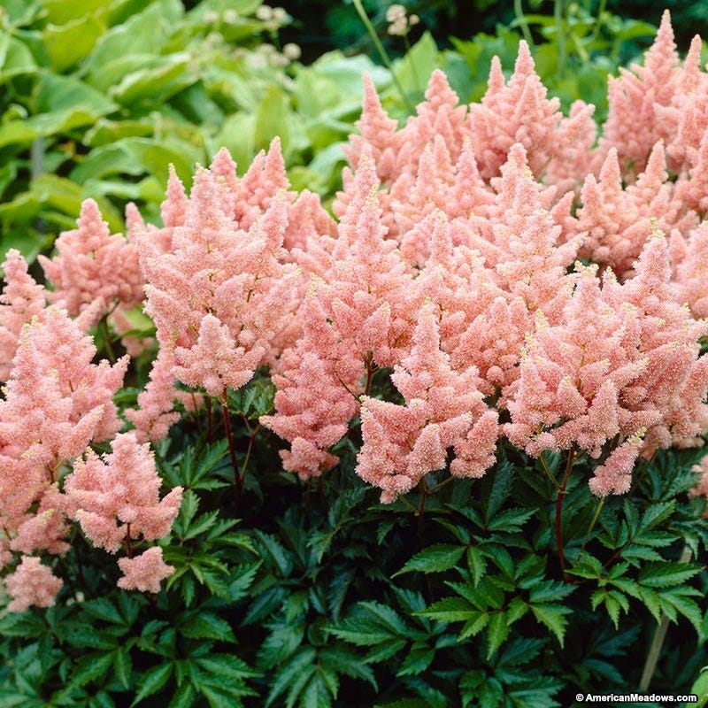Sister Theresa Astilbe - Image 3