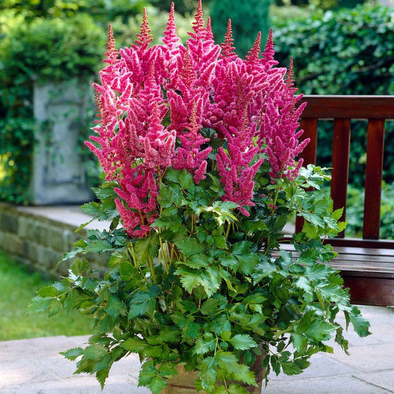 Visions Astilbe - Image 3