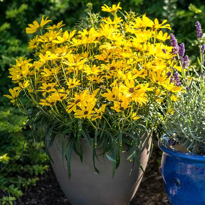 Autumn Color Booster Plant Collection - Image 4