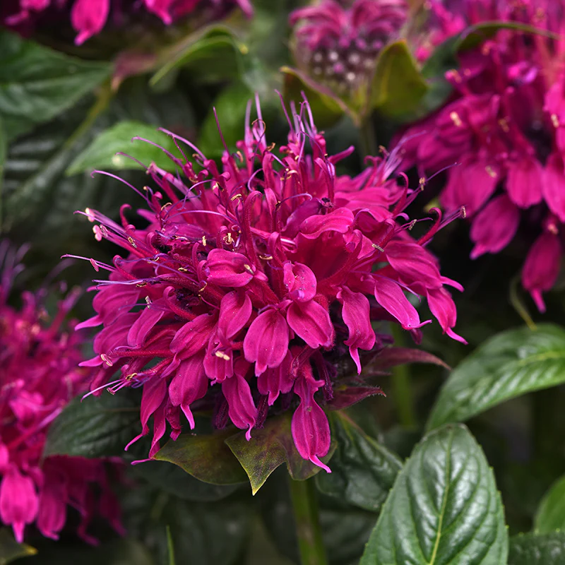 Mini Pollinator Pit Stop Plant Collection - Image 4