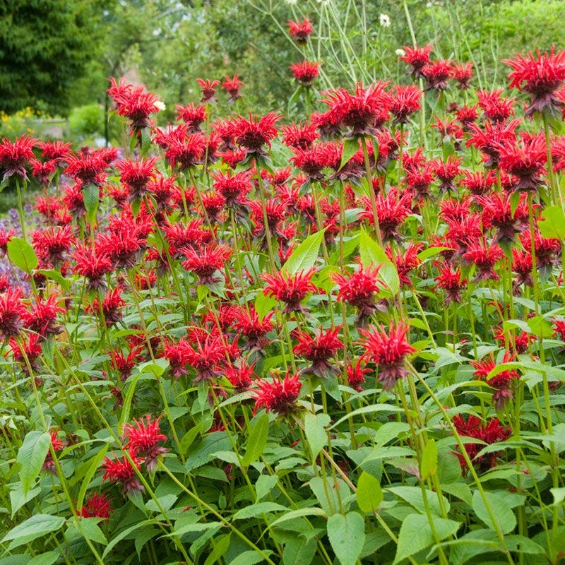 Jacob Cline Bee Balm - Image 2