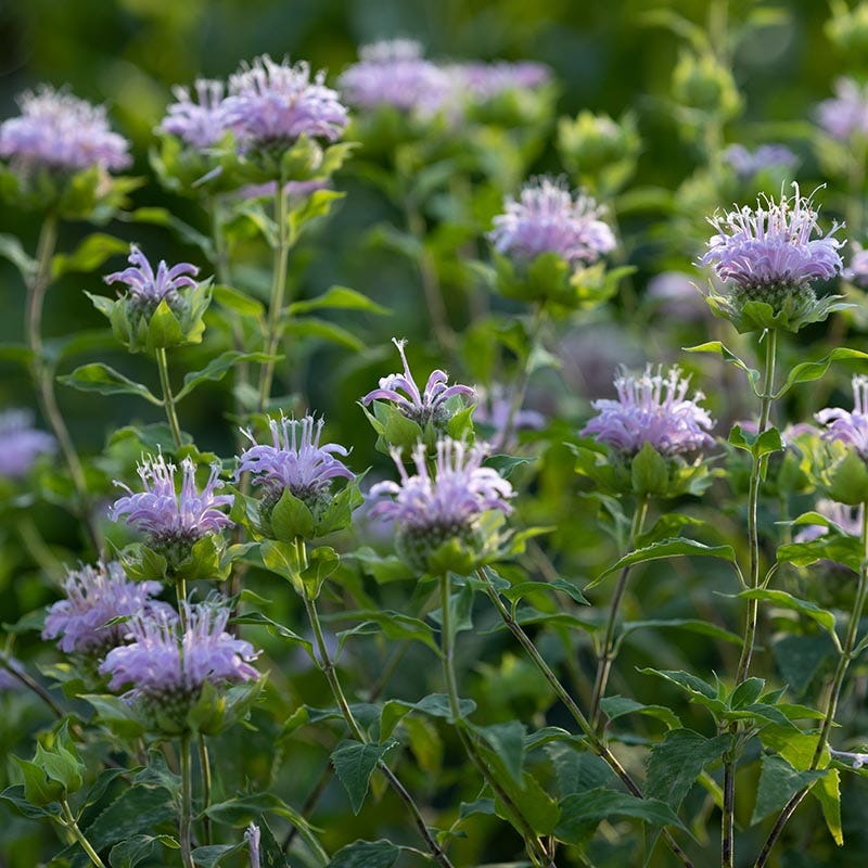 Wild Bergamot (Bee Balm) - Image 3