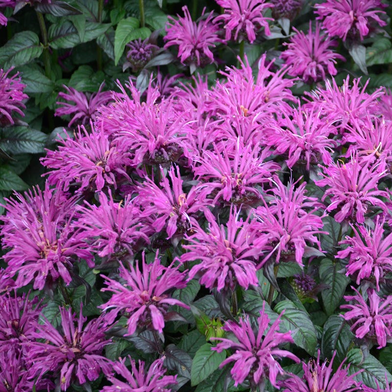 Sugar Buzz® Rockin' Raspberry Bee Balm - Image 3
