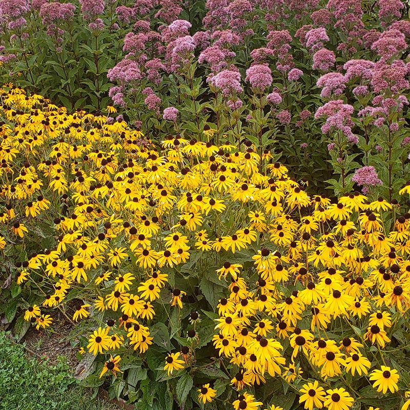 Goldsturm Black Eyed Susan - Image 2