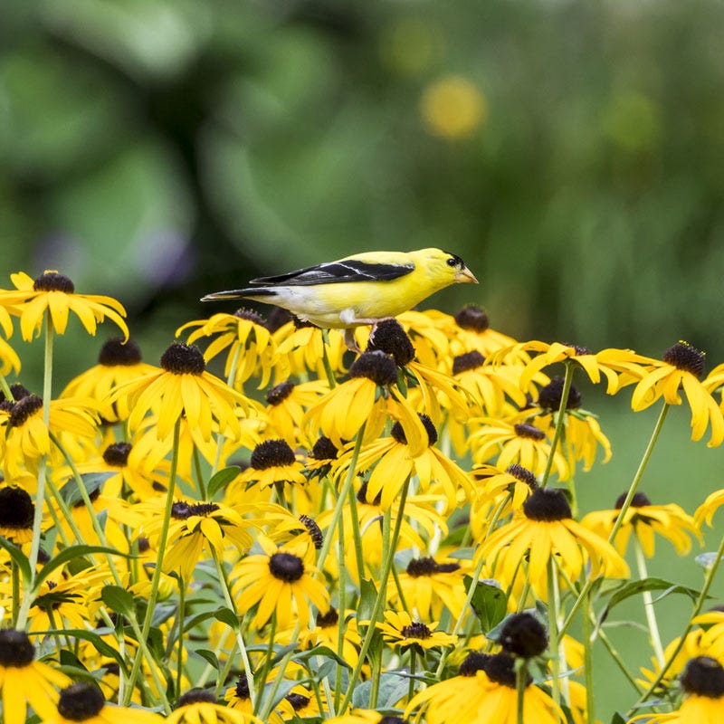 Goldsturm Black Eyed Susan - Image 3