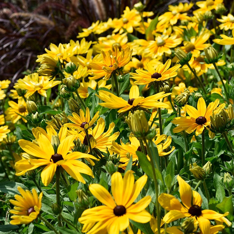 Indian Summer Black Eyed Susan - Image 2