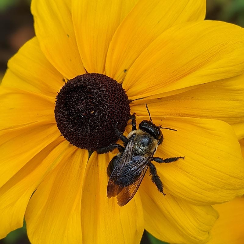 Black Eyed Susan - Image 4