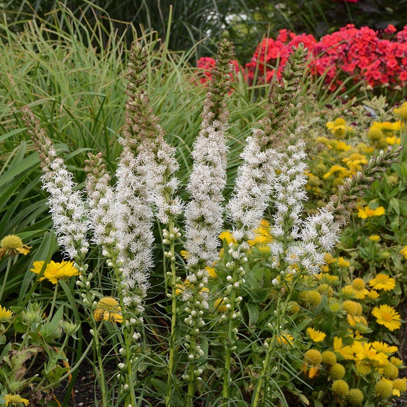 Floristan White Blazing Star - Image 2