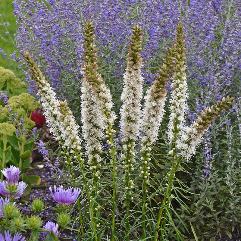 Floristan White Blazing Star - Image 3