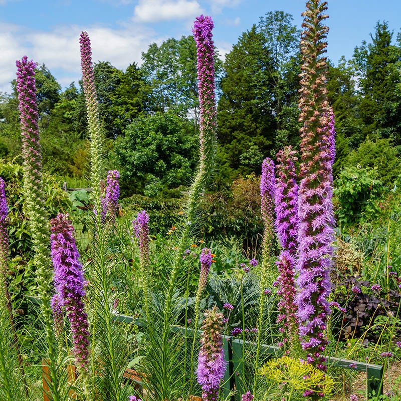 Prairie Blazing Star - Image 2