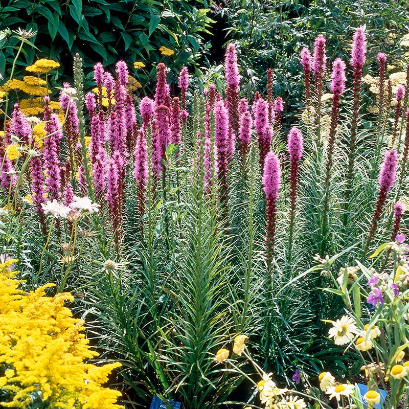 Blazing Star - Image 5