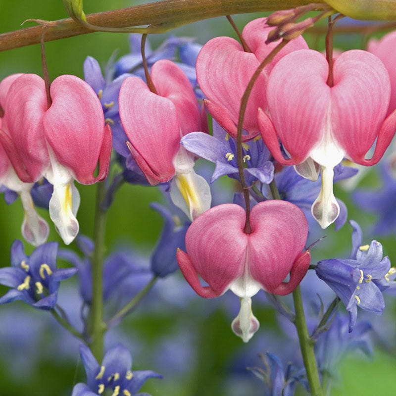 Pink Bleeding Heart - Image 3