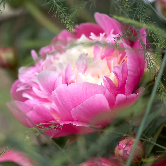 Blushing Cottage Garden Plant Collection - Image 11