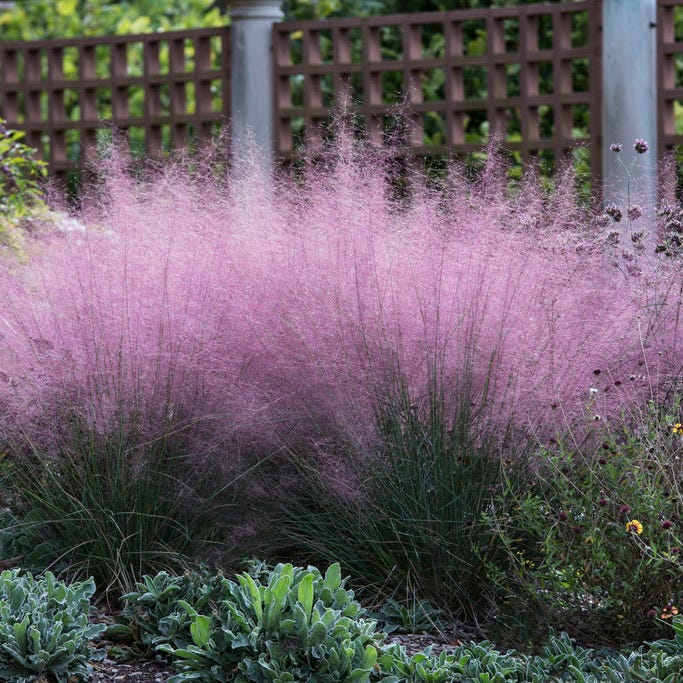 Blushing Cottage Garden Plant Collection - Image 7