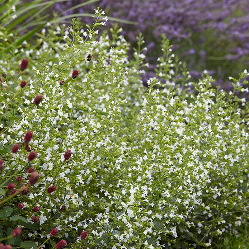 Calamintha - Image 2