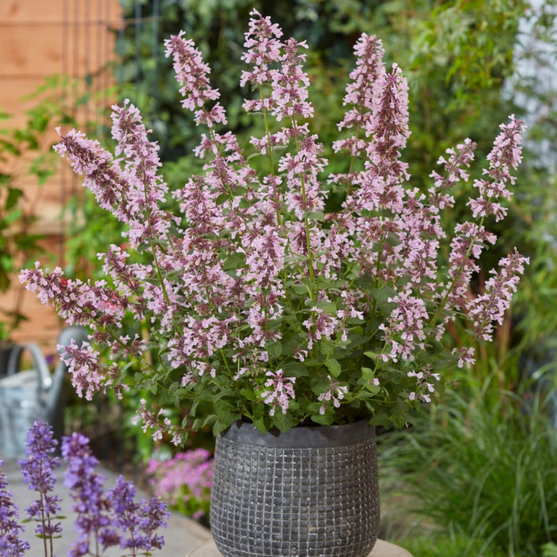 Whispurr™ Pink Nepeta - Image 2