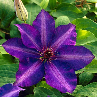 The President Clematis Vine - Image 2