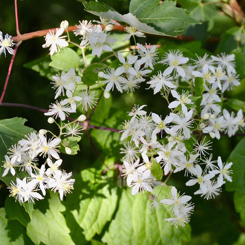 Virginia Clematis Vine - Image 2