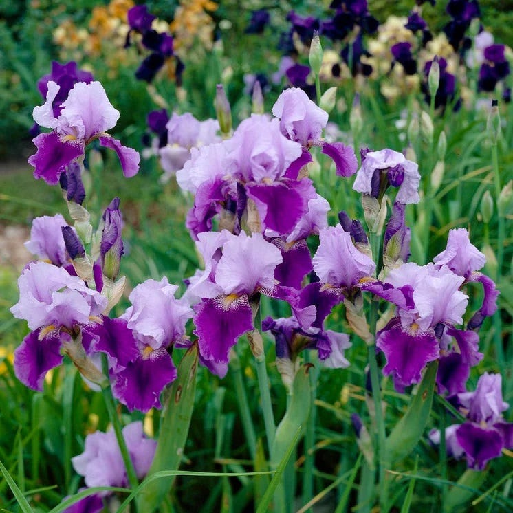 Colorful Cutting Garden Plant Collection - Image 4