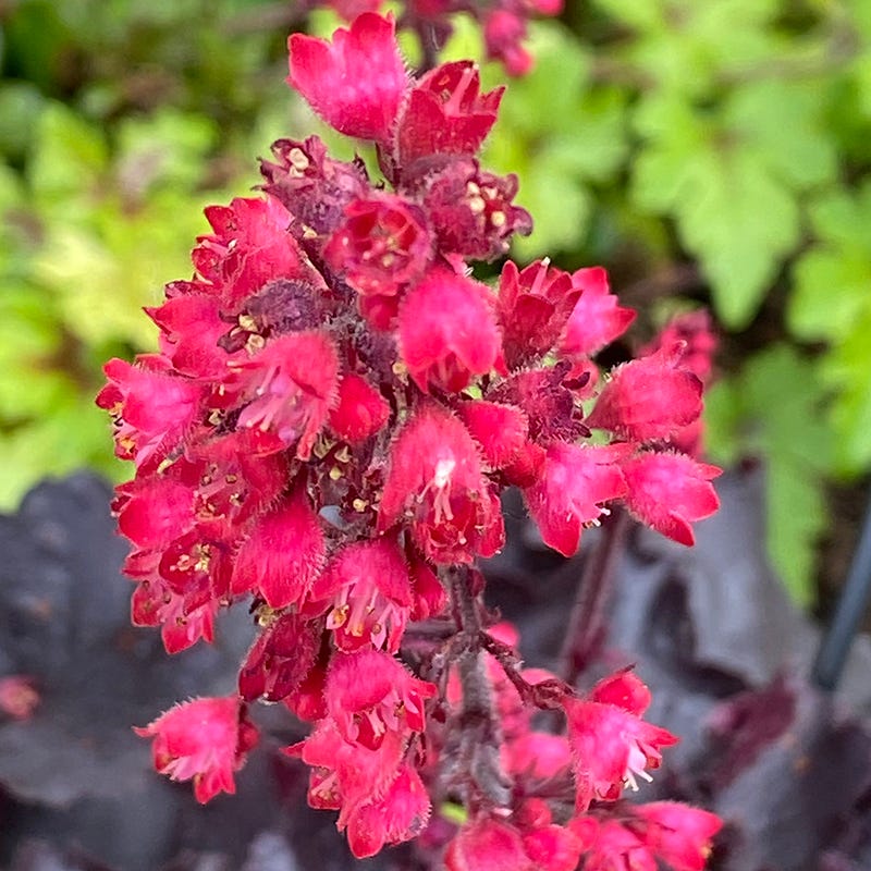 Black Forest Cake Coral Bells - Image 2