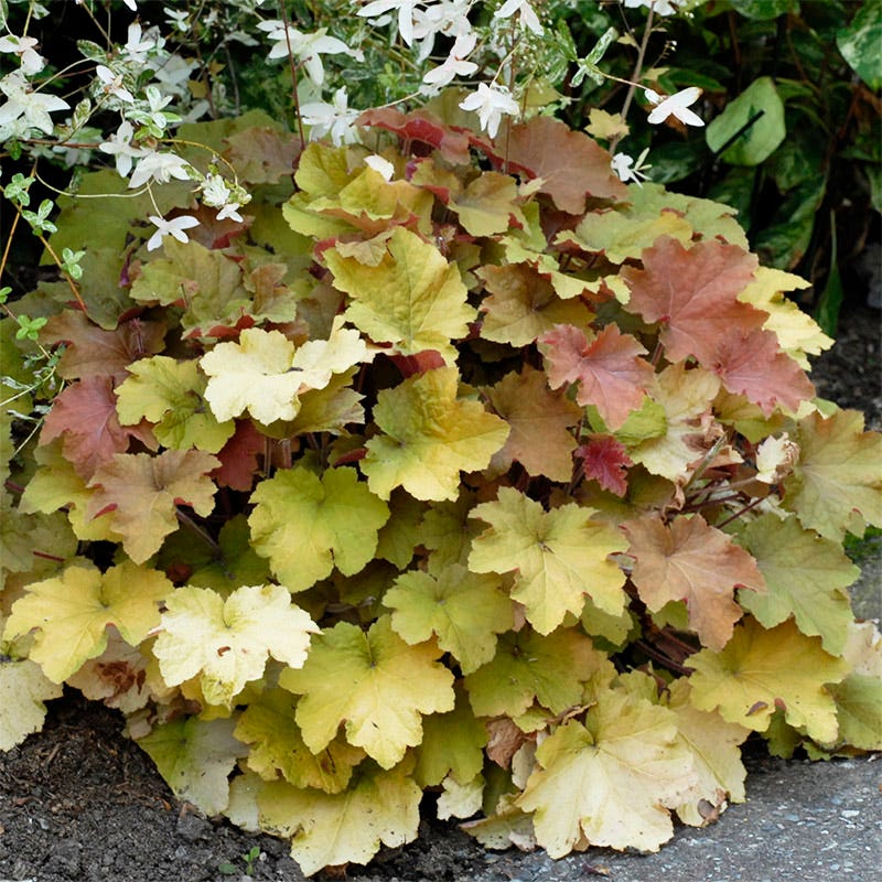 Caramel Coral Bells - Image 3