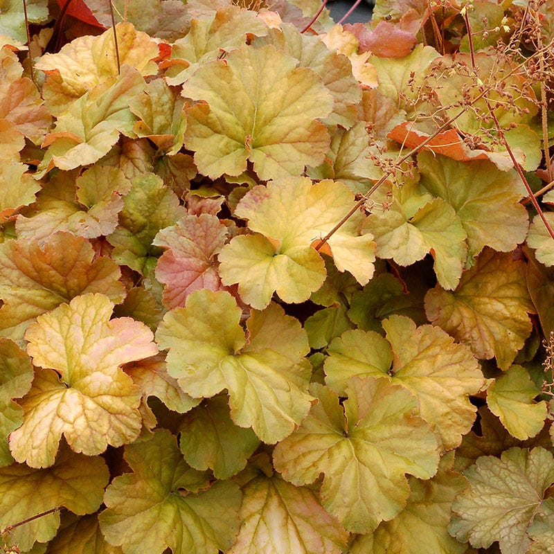 Northern Exposure™ Amber Coral Bells - Image 3