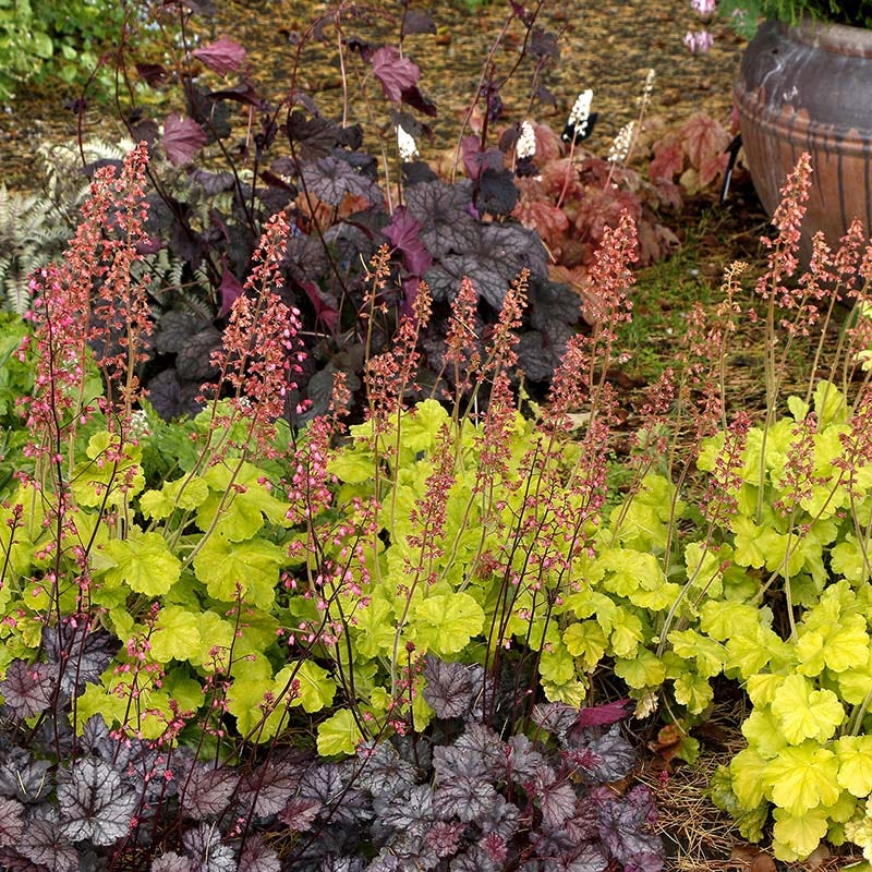 Northern Exposure™ Lime Coral Bells - Image 2