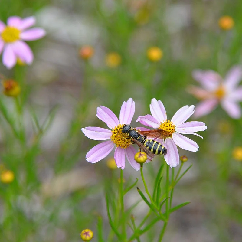 American Dream Coreopsis - Image 3