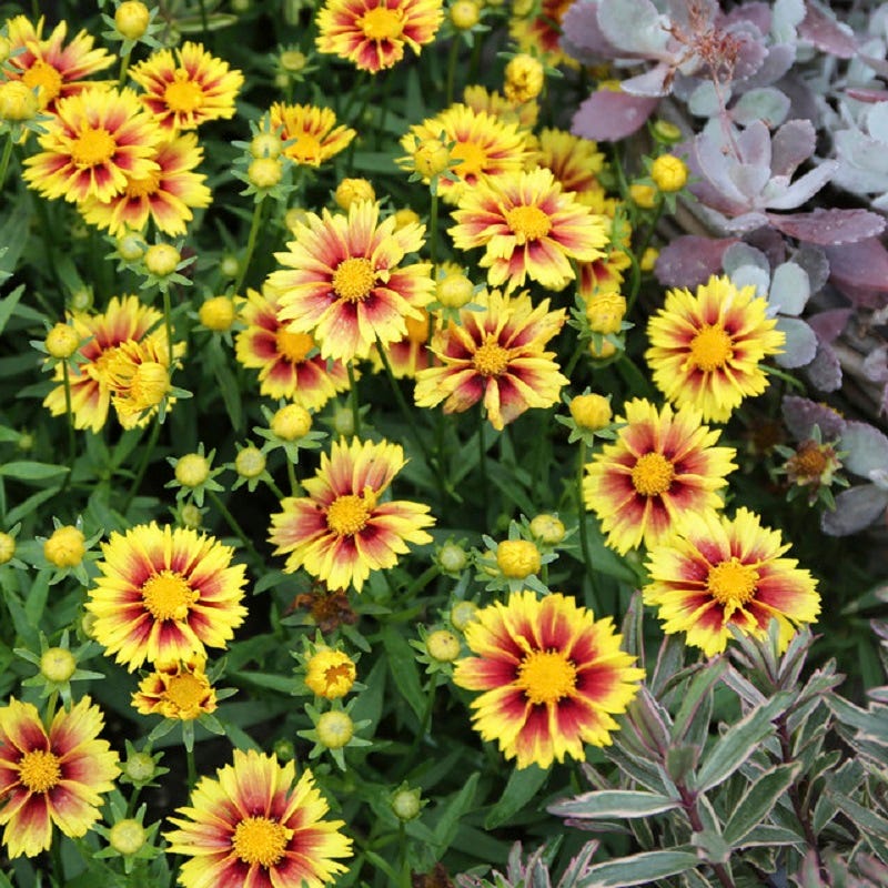 Li'l Bang™ Enchanted Eve Coreopsis - Image 2