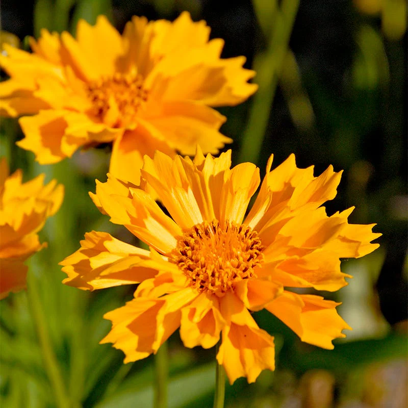 Rugged Beauty Curb Appeal Plant Collection - Image 6