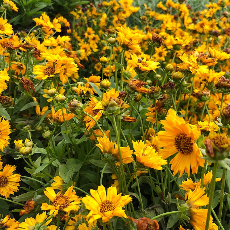 Jethro Tull Coreopsis - Image 2
