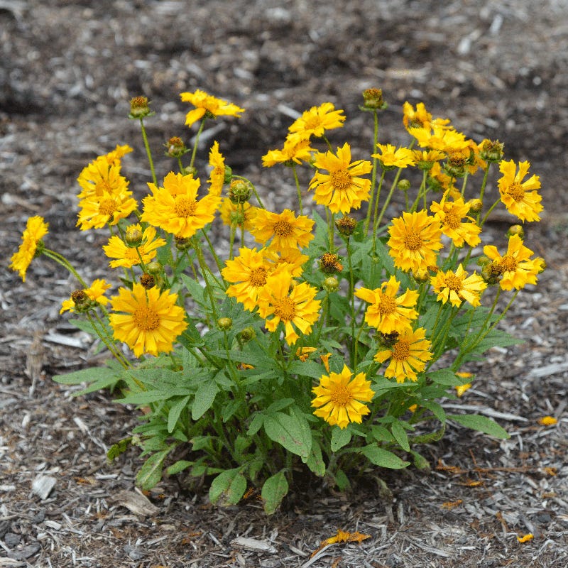 Jethro Tull Coreopsis - Image 3