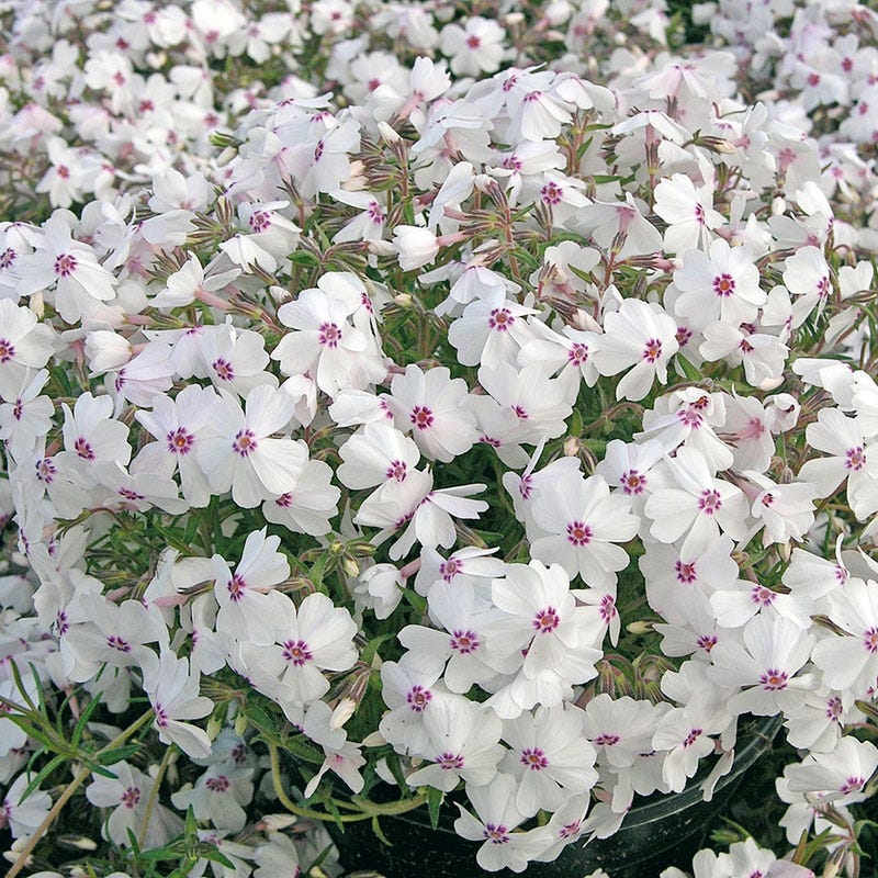 Amazing Grace Creeping Phlox - Image 3