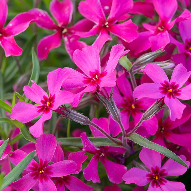 Bright Creeping Phlox Collection - Image 3