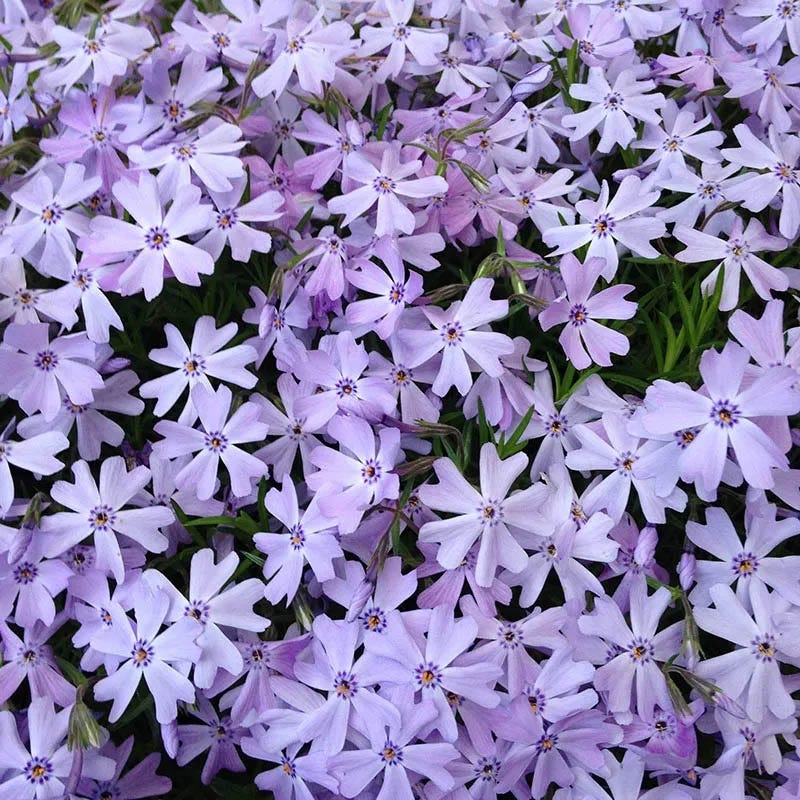 Bright Creeping Phlox Collection - Image 5